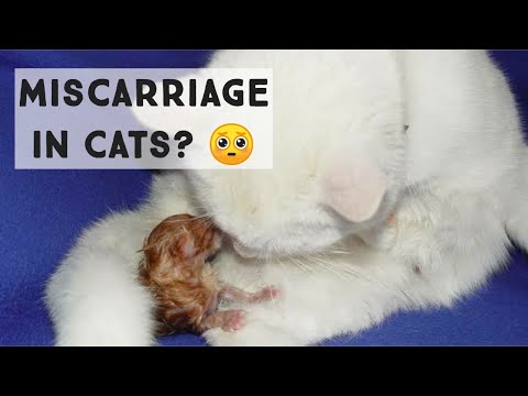 Why does miscarriage happens in cats | Symptoms of a Miscarriage in a Cat