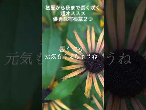 寒さ、暑さ、干ばつ、風など、あらゆるものに耐える植物を発見してください。  庭園