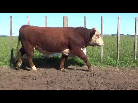 Lote Toros PI Polled Hereford, Lavalleja