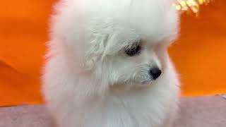 ハーフ犬の動画01