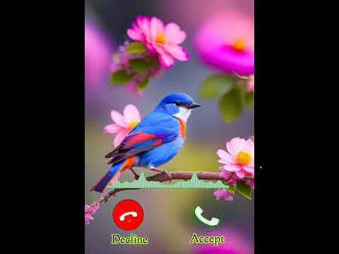 Birds Ringtone 2024. Viral Tone Birds Ringtone.