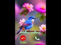 Birds Ringtone 2024 Viral Tone Birds Ringtone