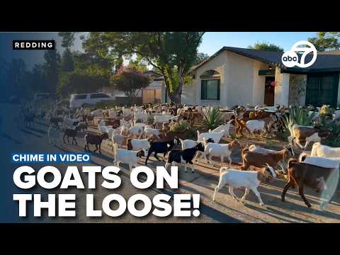 Goat herd makes surprise appearance in Redding neighborhood | Viewer Video