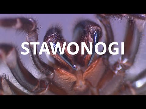 Cechy wspólne stawonogów, i dokładniejszy rzut oka na jedną z grup, czyli skorupiaki