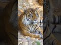 Tigger Beauty 5 Shorts Nature Animals Tigger Nature Is Perfect