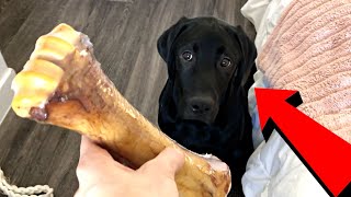 Labrador Puppy's First Bone!!