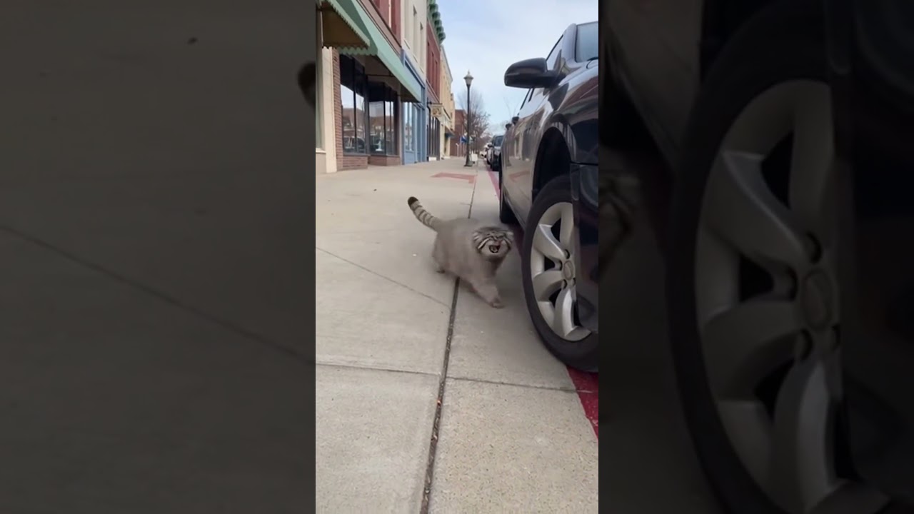 #animals #touching #funny