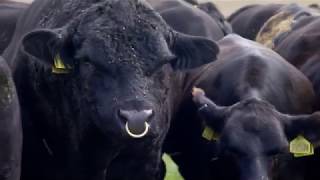 Belt Buckle Cattle (Adam Henson) - BBC - 26th August 2018