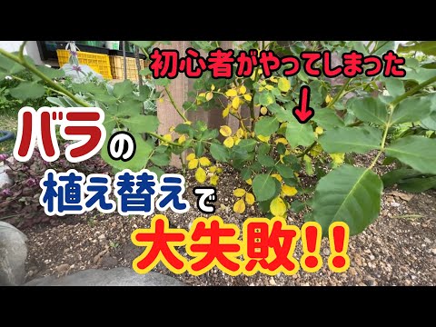 トゥジャが乾燥して葉が黄色くなったのはなぜですか?すべては自然に緑色を取り戻すためです。  庭園