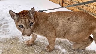 Чьи следы мы встретили на прогулке😰?! Эти лапы больше чем у пумы Месси! 