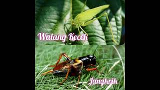 Download lagu Masteran Walang Kecek VS Jangkrik ll Belalang Kecek / Walang Kerik ll Suara Jangkrik dan Suara Air mp3 Download lagu Masteran Walang Kecek VS Jangkrik ll Belalang Kecek / Walang Kerik ll Suara Jangkrik dan Suara Air mp3