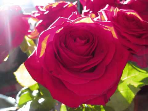 Du er min Kærlighed