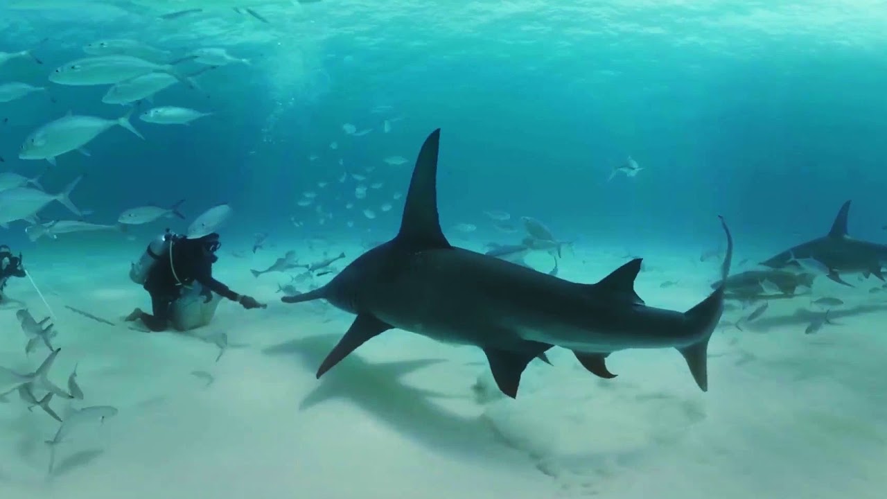 VIDEO 360: Nadando entre tiburones martillo en las Bahamas - BBC Earth