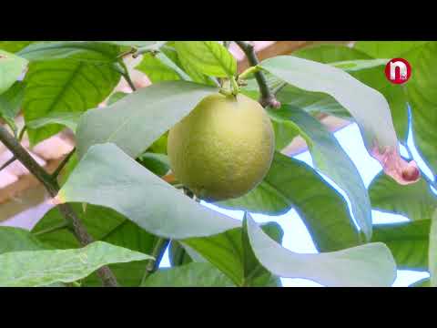 Made in Nakhchivan: Ordubad Limonu - 13.09.2024