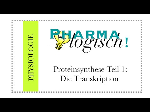 Proteinsynthese Teil 1: Transkription