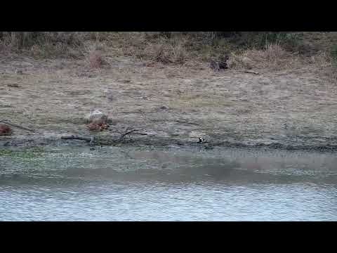 Djuma: Blacksmith Lapwings have four newly hatched chicks today - 14:40 - 08/21/2022