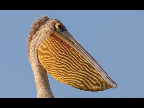 Birds of The World - PELICANS (Nat Geo)