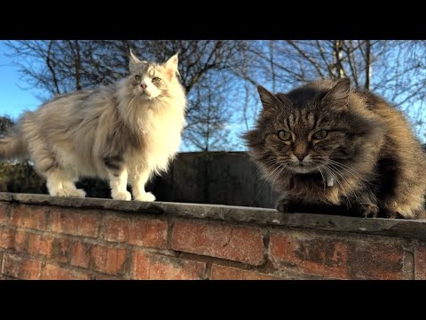 Cats React To Bird In The House! (What Will The Dog Do??)