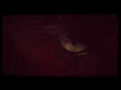 Loincloth - Bestial Infernal (Official Music Video)