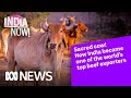 How India became one of the world’s top beef exporters | India Now! | ABC News