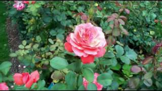 Super Britney return to the rose Garden