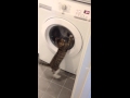 My Cat And The Washing Machine