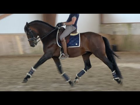 ANDALUS 2015, PRE - Andalusian stallion , advanced training , approx. 1.71 m - 16.3 h.