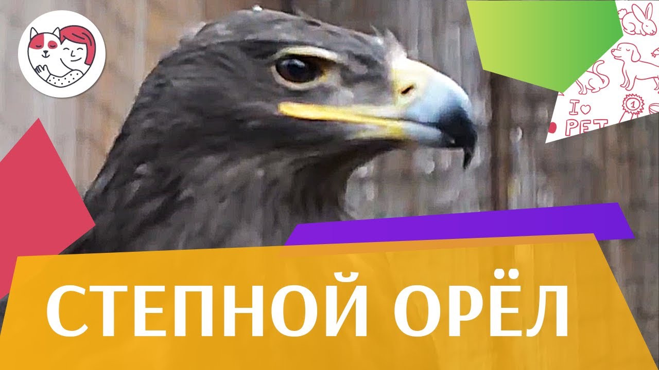 Степной орёл Описание на ilikepet