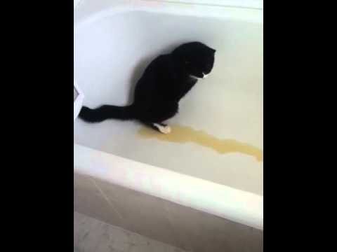 My cat done a pee in the bath