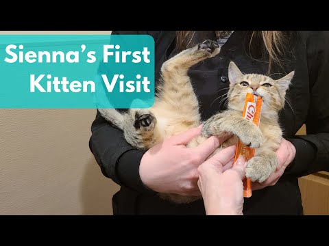 Sienna's First Kitten Visit with Dr. Kartley