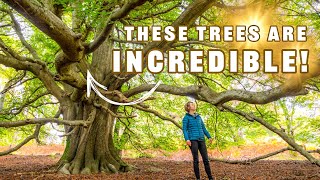Photographing Ancient Trees in a Magical Scottish Woodland 🌳✨️