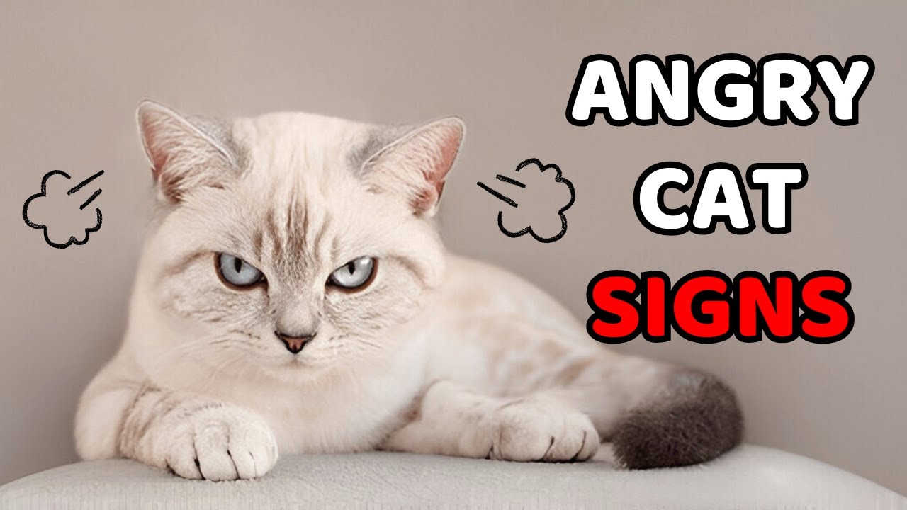 14 Signs Your Cat Is Mad at You