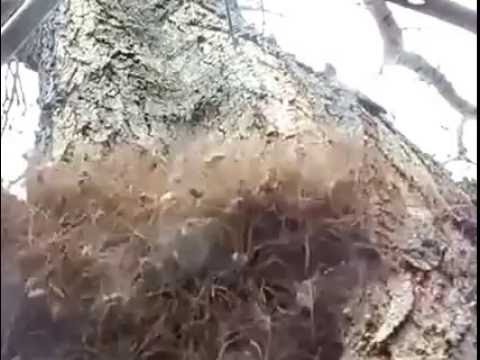 Largest spider nest