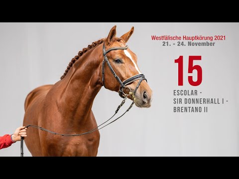 Westfälische Hauptkörung Reitpferdehengste: Kat-Nr.15  Escolar - Sir Donnerhall I - Brentano II