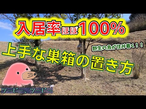 鳥を引き寄せるために巣箱に何を置くべきですか？羽のある鳥にとって最高の環境を作り出すための詳細なガイド!  庭園