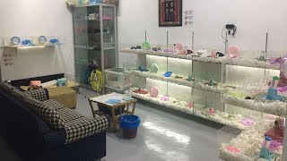 Download lagu 2020年我家鼠村现状 My Hamster Village in 2020 ...XD mp3