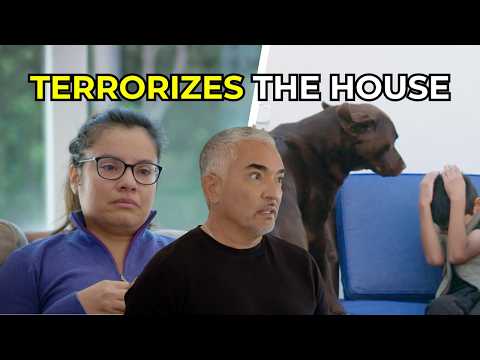 César ayuda a una familia cuyos perros tenían una energía peligrosa | Mejor persona, mejor perro