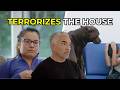 Cesar Helps A Family Whose Dogs Energy Became Dangerous Better Human Better Dog