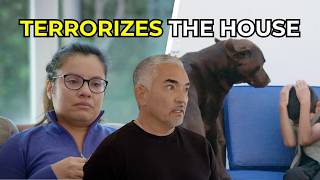Cesar Helps a Family Whose Dogs’ Energy Became Dangerous | Better Human Better Dog