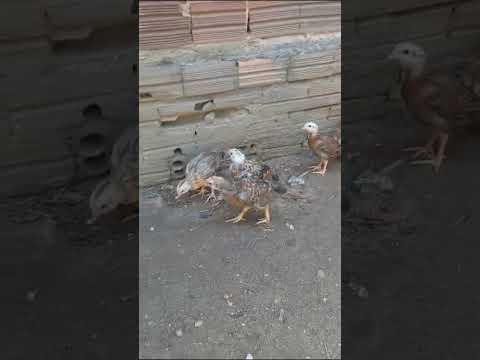 CRIAÇÕES MISTURA DE INDIANO COM  CAIPIRÃO!