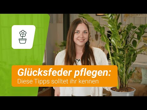 Glücksfeder: Tipps zur Pflanzung und Pflege