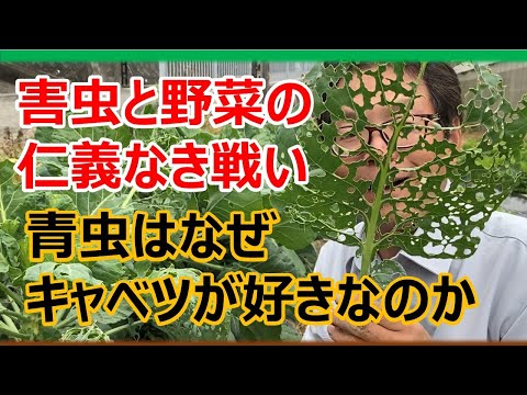 黒キャベツ、ヤシキャベツ 植物