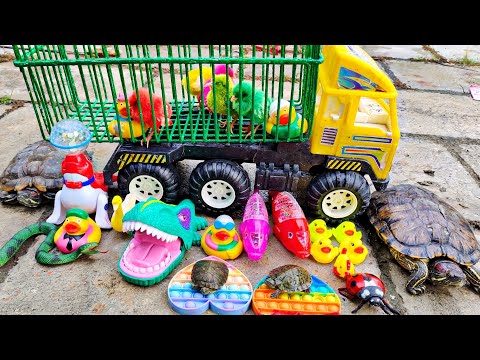 It's fun to save cute chicks and find real turtles, ducks, ornamental fish, geese, crocodiles