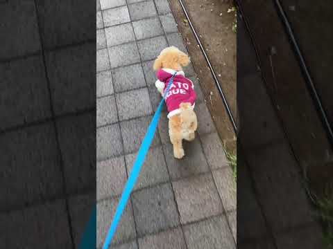 経営学科 雨の中ジェラピケのサンタ服で突き進むトイプードル8ヶ月 #toypoodle #puppy #トイプードル #geratopique #ジェラートピケ