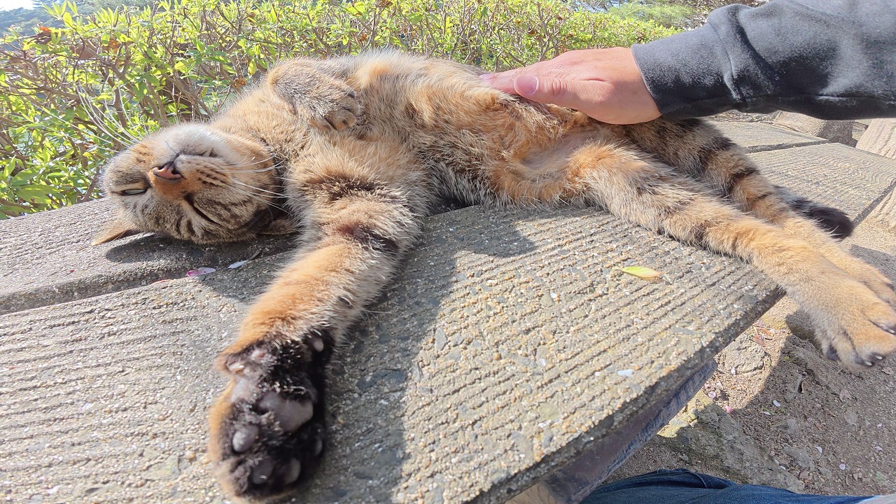 キジトラ猫をマッサージすると、お腹丸出しで脱力してしまった