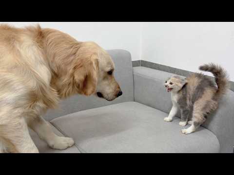 YouTube 썸네일