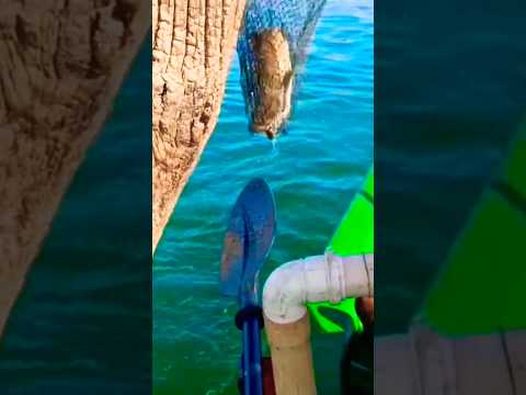 pescaria acampamento três ranchos Goiás traíra bruta 😱😱🚣🎣🤠👍