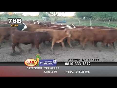 Lote 70 Terneras en Riachuelo, Corrientes