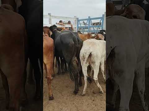 FEIRA DO GADO EM RIBEIRA DO POMBAL BA