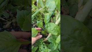 Download lagu Dahlia Tubers Update after planting them 1 month ago. #dahlia #dahliatuber ##garden #flowers #plants mp3